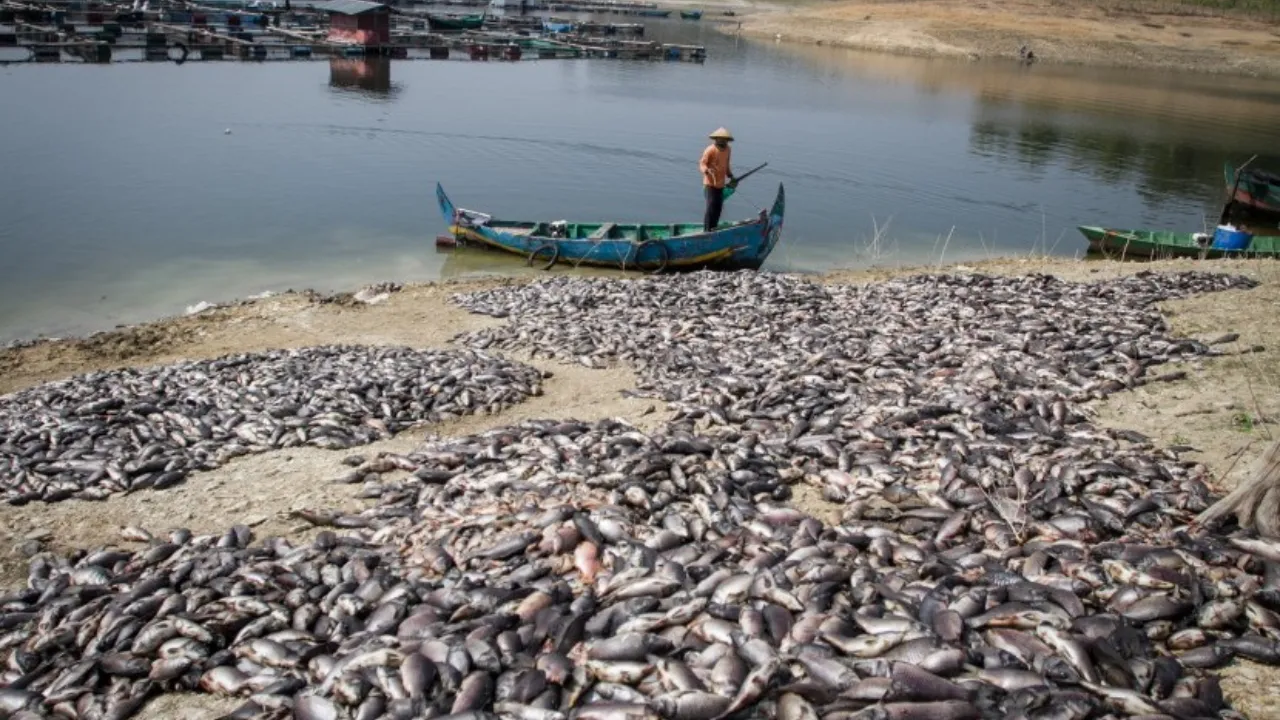 Fenomena Tragis Kematian Massal Ikan di Muara Sungai Marana Maros