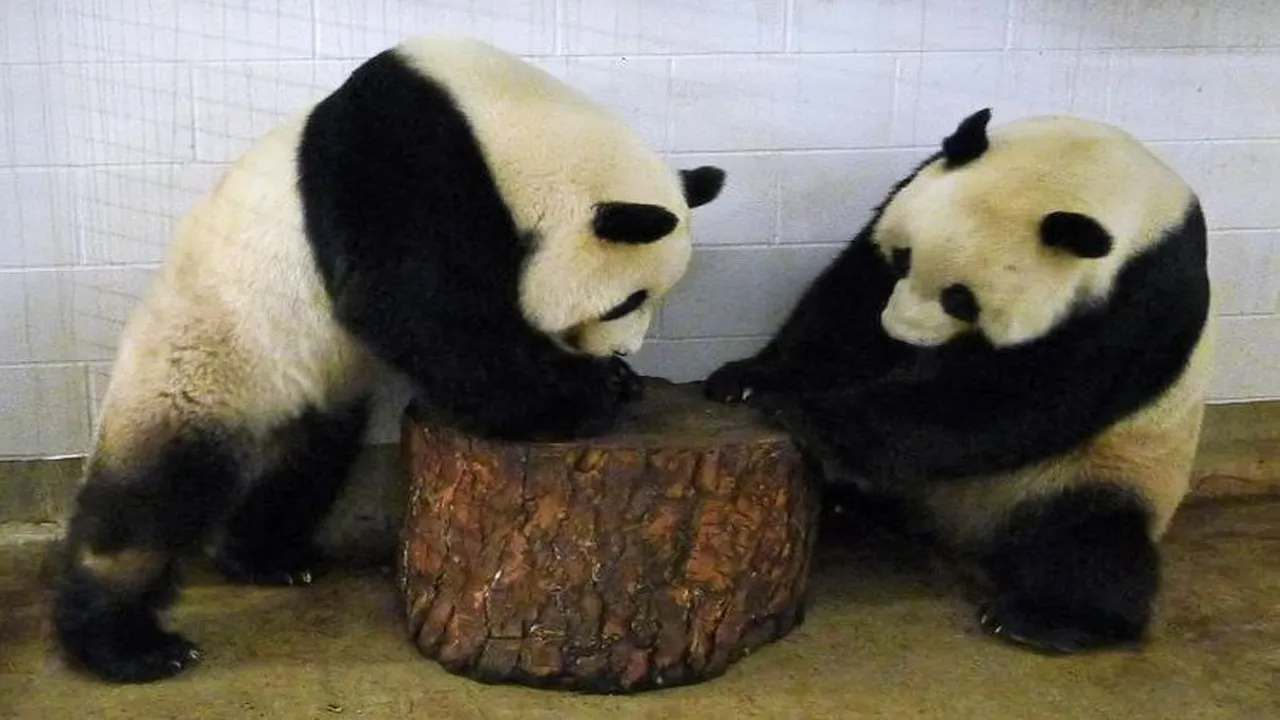 Sepasang Panda Milik Tiongkok Akan Di Ambil Kembali Dari Kebun Binatang Adelaide Australia