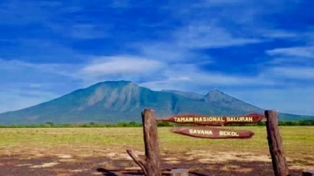 Disebut Africa Van Java Begini Pesona Taman Nasional Baluran Situbondo Jawa Timur