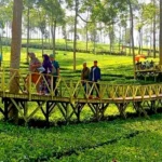 Piknik di Kebun Teh Tanjungsari Land Wonosobo
