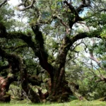 Hutan Bonsai Fatumnasi Punya Keindahan Alam Menakjubkan di NTT