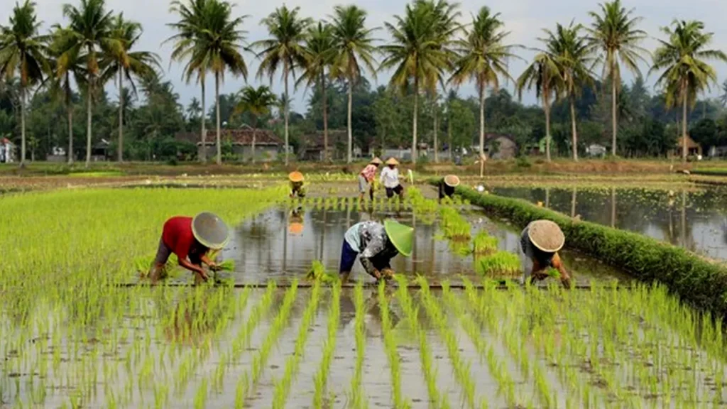 Pendapatan Petani Milenial Bisa Mencapai Rp 20 Juta Per Bulan